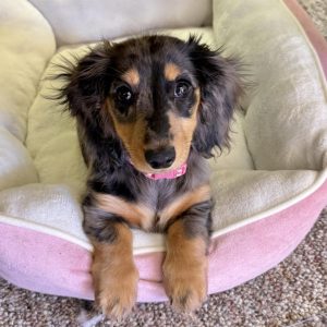 Olive, a mini-Dachshund 